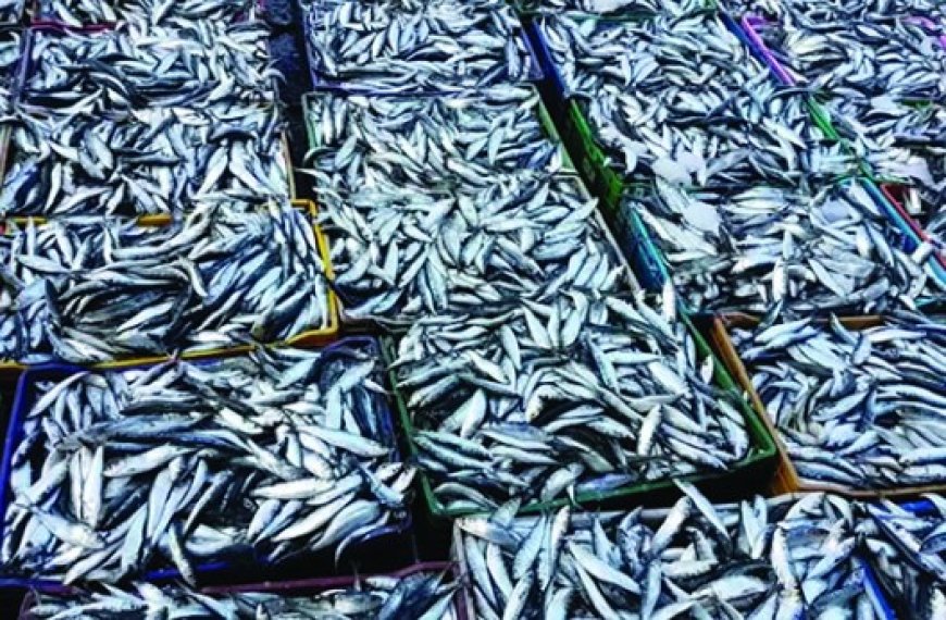 Prix de la sardine à Oran : Ça fluctue mais ça résiste !