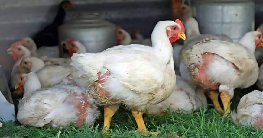 Le poulet algérien fait son come-back : La baisse des prix se généralise