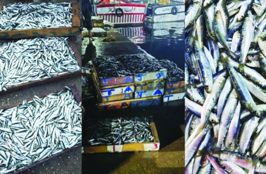 Boumerdès : Production quotidienne «record» de poisson bleu