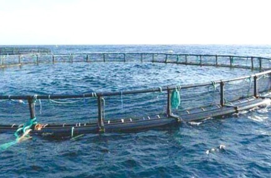 Ports de Beni Saf et Bouzedjar à Aïn Temouchent  : Production moyenne de 50 tonnes de poisson /jour