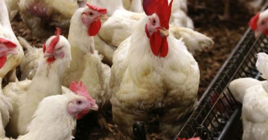 Un « petit » poulet pour un « petit » prix… La nouvelle équation du Ministère de l’Agriculture