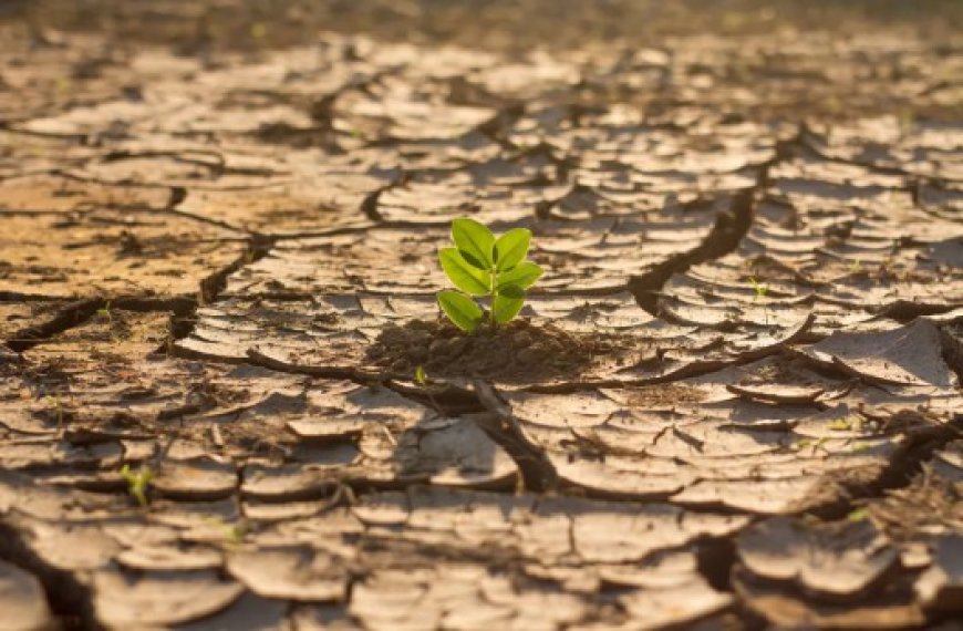 Climat : La Banque mondiale augmente ses financements