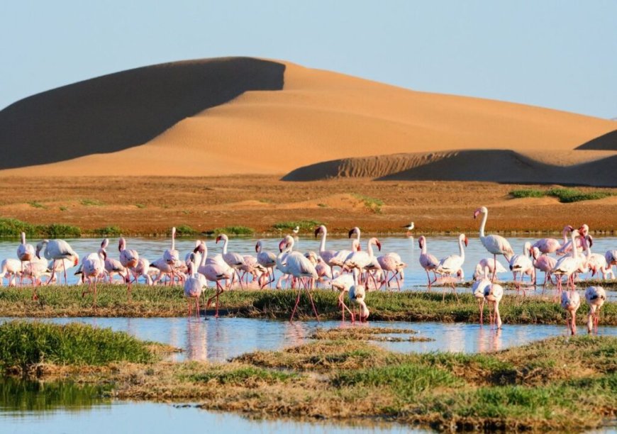 Un phénomène rarissime : Le Sahara devient verdoyant après des pluies abondantes (photos)