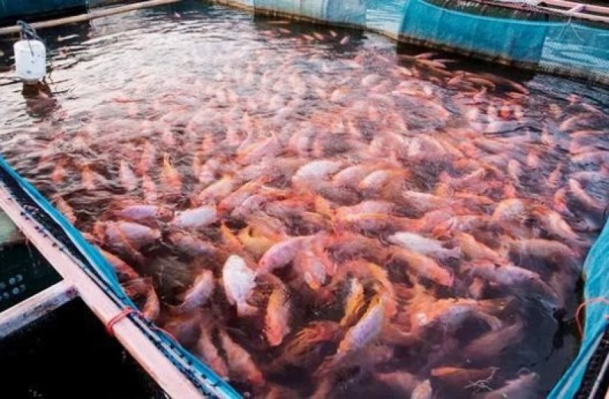 Ensemencement de 40 000 alevins de tilapia rouge dans une ferme à Oran