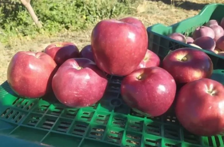 Khenchela  : Lancement de la récolte des pommes