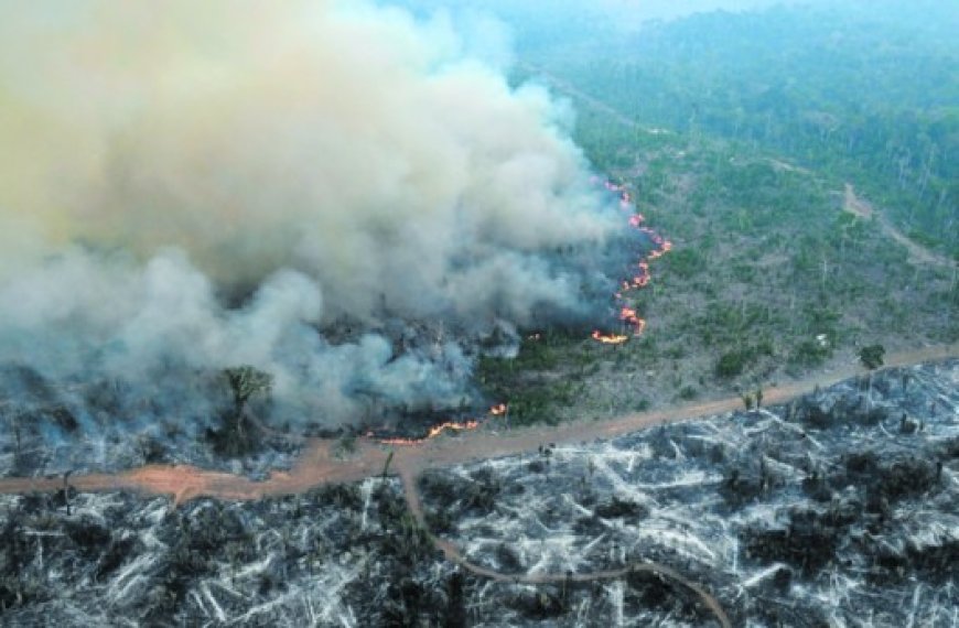 Déforestation : L’Amazonie a perdu l’équivalent de la Colombie en moins de 40 ans