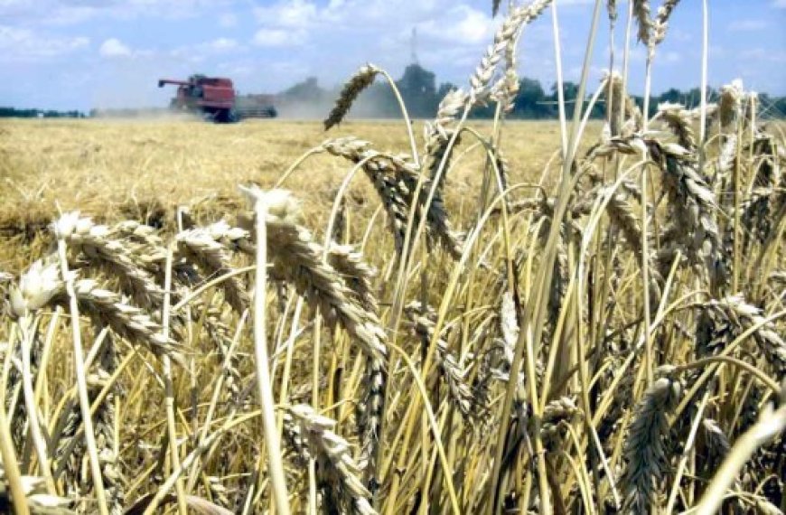 M’sila : 64 000 ha réservés aux semences de céréales