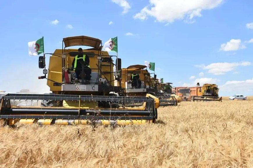 Algérie : les prévisions de production, d’importation et de consommation de céréales, selon l’USDA