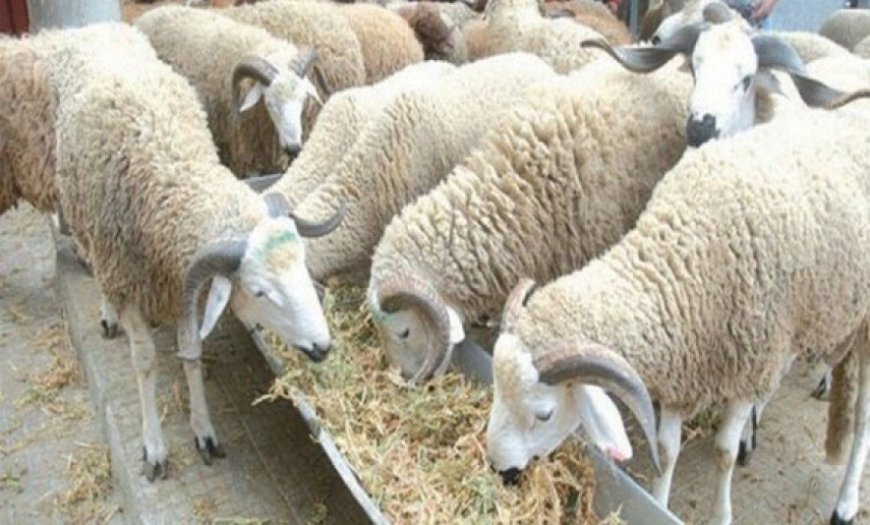 Plus de cent moutons volés à Annaba : Les éleveurs de Berrahal terrorisés