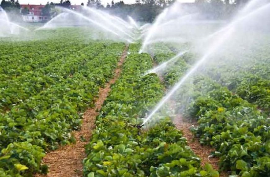 La valorisation des eaux salines pour l’agriculture : Des régions arides et hyper-arides