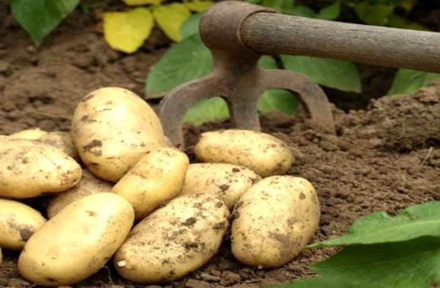 Mostaganem : La filière de la pomme de terre entachée par des pratiques frauduleuses