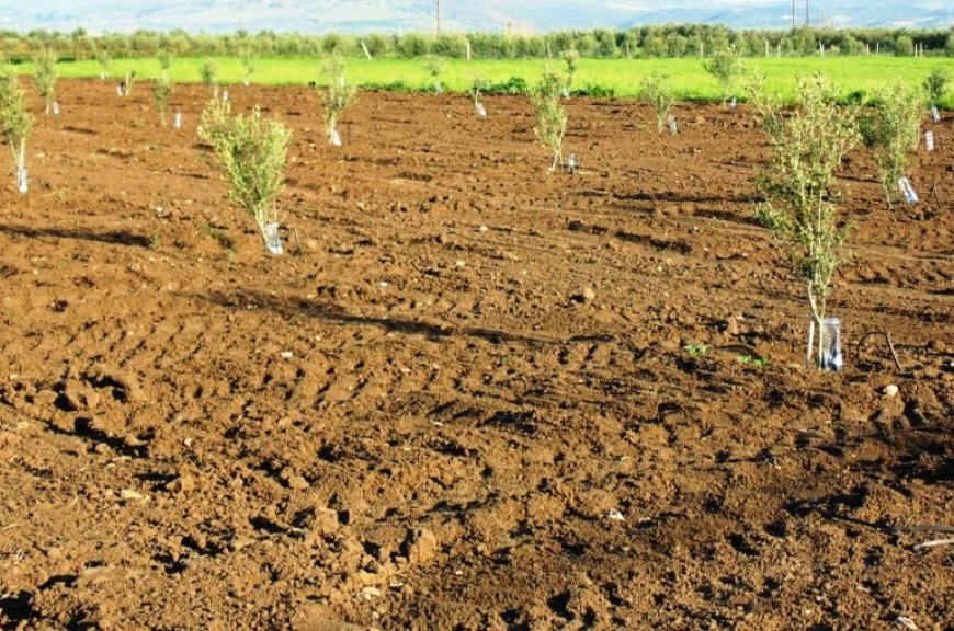 Le programme de plantation d’un million d’oliviers achevé d’ici fin 2024