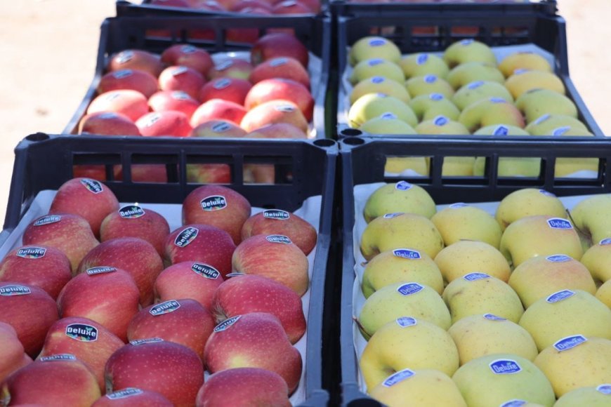 Vente directe de la pomme aux détaillants pour faire baisser les prix