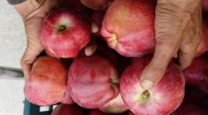 Commerce : vente directe de la pomme aux détaillants pour contrer la hausse des prix