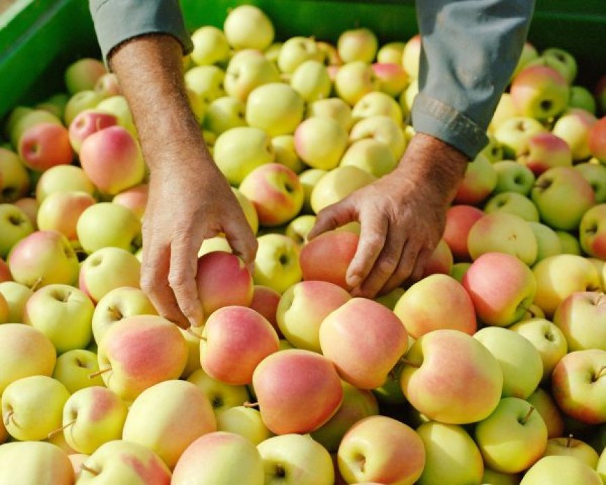 Opération « pommes » : plan anti-spéculation des autorités