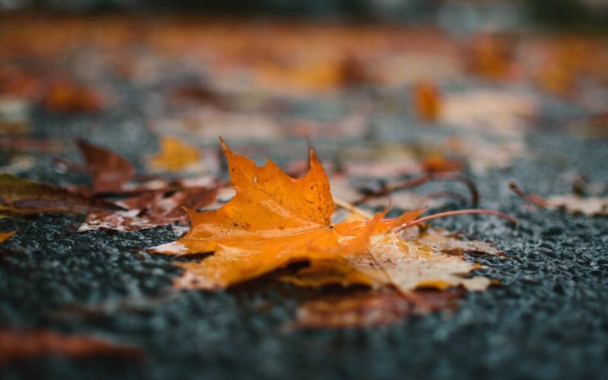 Début de semaine pluvieux en perspective ? Voici le bulletin météo du dimanche 13 octobre !