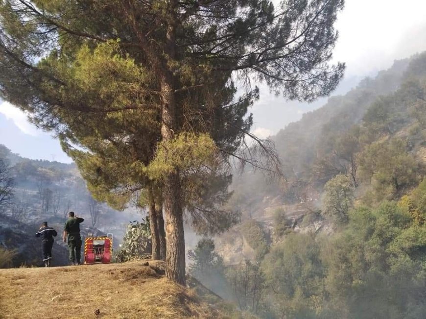 Tizi Ouzou  Plusieurs départs  de feu du couvert végétal