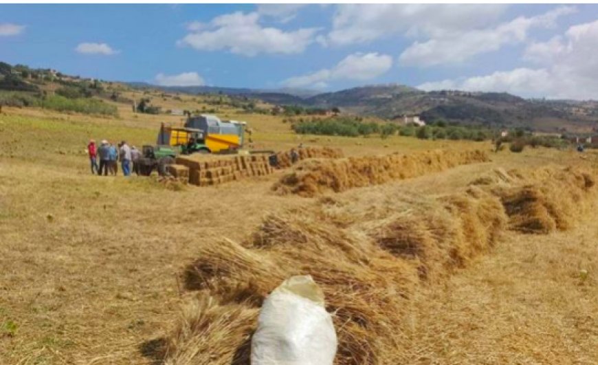 Fellahs affectés par les calamités naturelles à Mila : Près de sept milliards pour les indemnisations