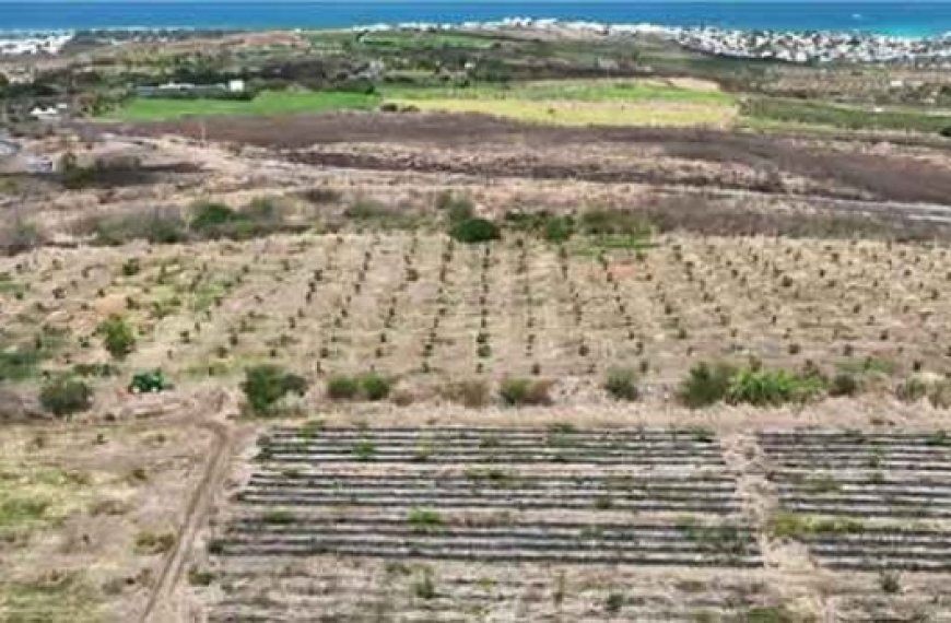 Réalisation de logements et équipements publics dans plusieurs wilayas : Déclassement de terres agricoles