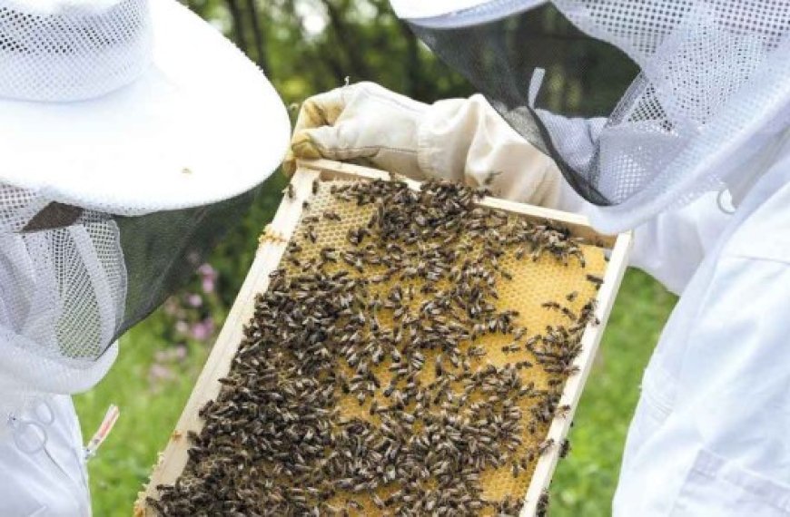 Bouira : Formation sur la sélection génétique des abeilles