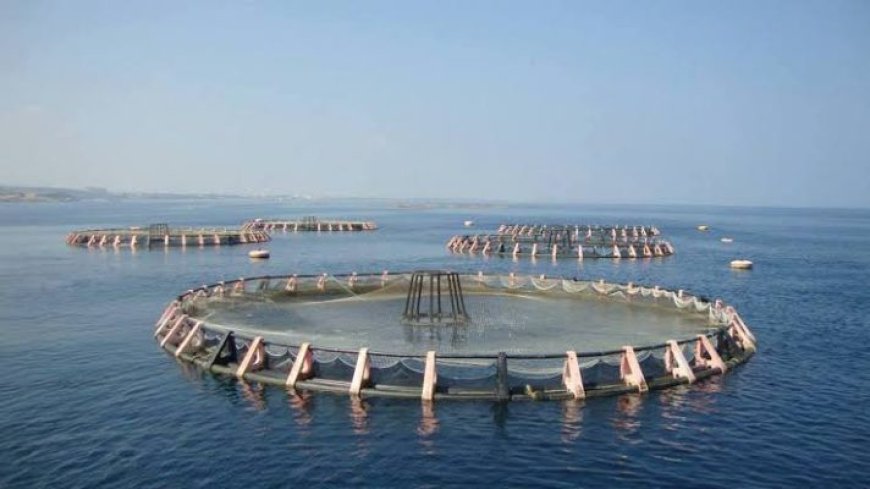 Produits de la pêche et de l’aquaculture:  Des leviers essentiels dans la sécurité alimentaire