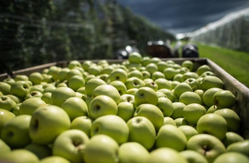 Pour réduire les prix et lutter contre la spéculation à Annaba : La direction du commerce organise  le marché de la pomme