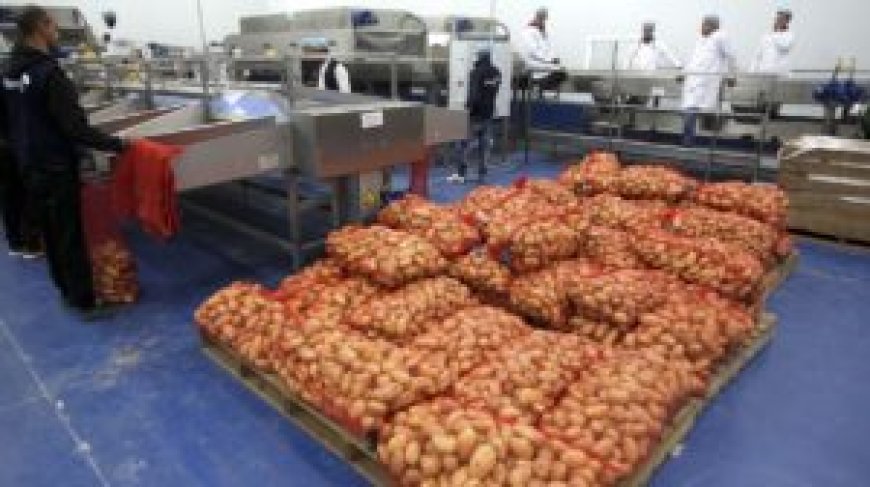 Pomme de terre : déstockage d’importantes quantités pour réguler le marché