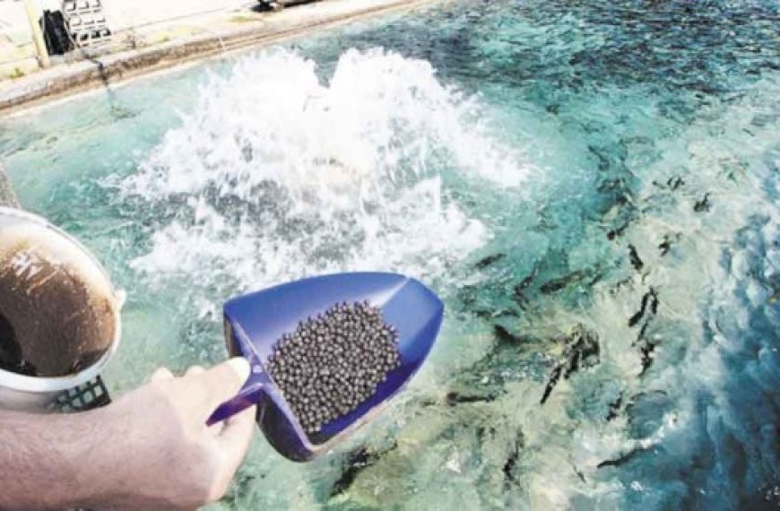 Localités ouest de Tipasa : L’aquaculture, un secteur en plein essor