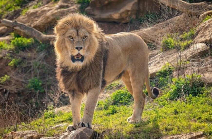 Récupération d’un lion d’Afrique élevé dans une maison à Ghardaïa