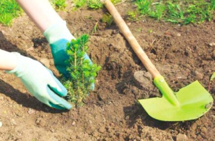 Opération de plantation de 50 000 arbustes à Saïda