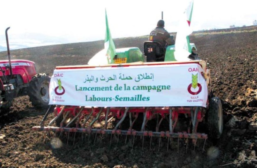 Campagne labours-semailles à Tizi Ouzou : 8450 ha réservés à la culture céréalière