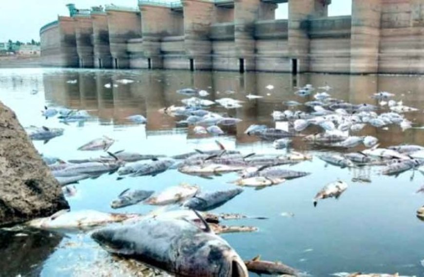 Assèchement des cours d’eau, pollution des barrages et impact sur la faune et la flore à l’ouest : L’Algérie dénonce les pratiques du Maroc