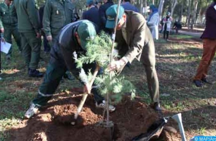 Campagne de reboisement à Béjaïa : Repeuplement de 400 ha de forêts