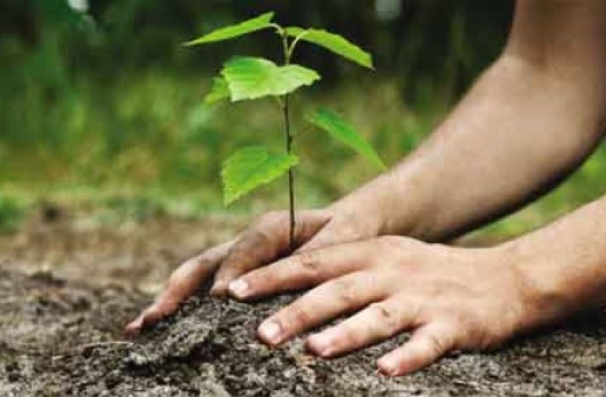 Célébration de la Journée nationale de l’arbre à Tipasa : Introduction expérimentale du paulownia