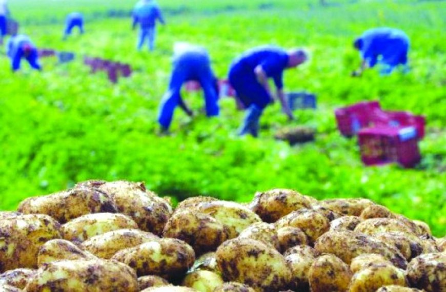 Enquête dans le secteur agricole de Bouira  : Entre mauvaise gestion et problèmes de qualité