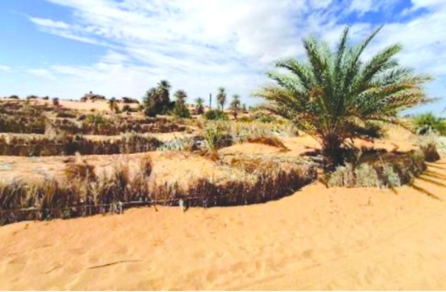 In Salah / Expérience scientifique pour la fixation des dunes de sable