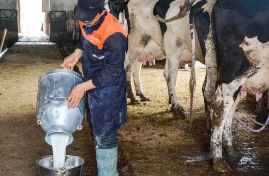 Production de lait de vache à Boumerdès : Les éleveurs attendent l’aide de l’Etat