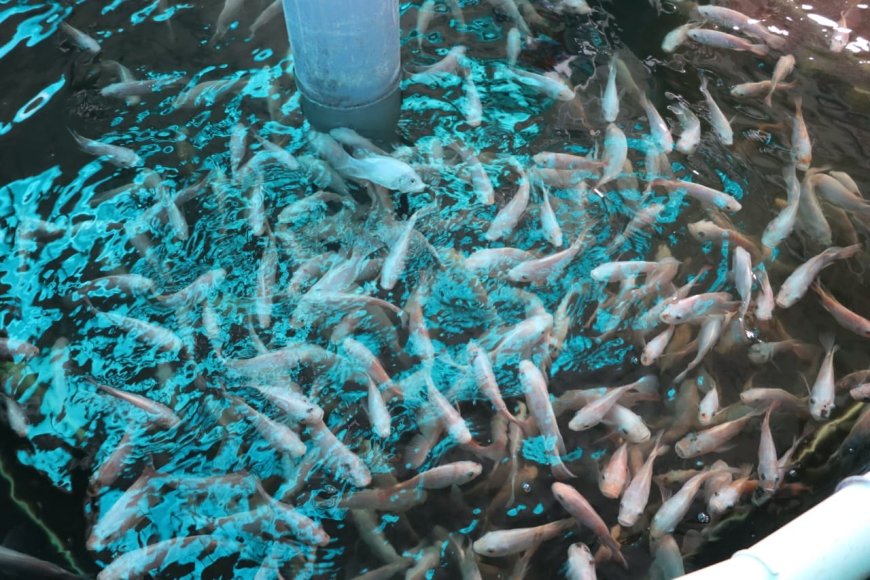 Ouargla : Une unité de fabrication d’aliments pour poissons et crevettes d’élevage