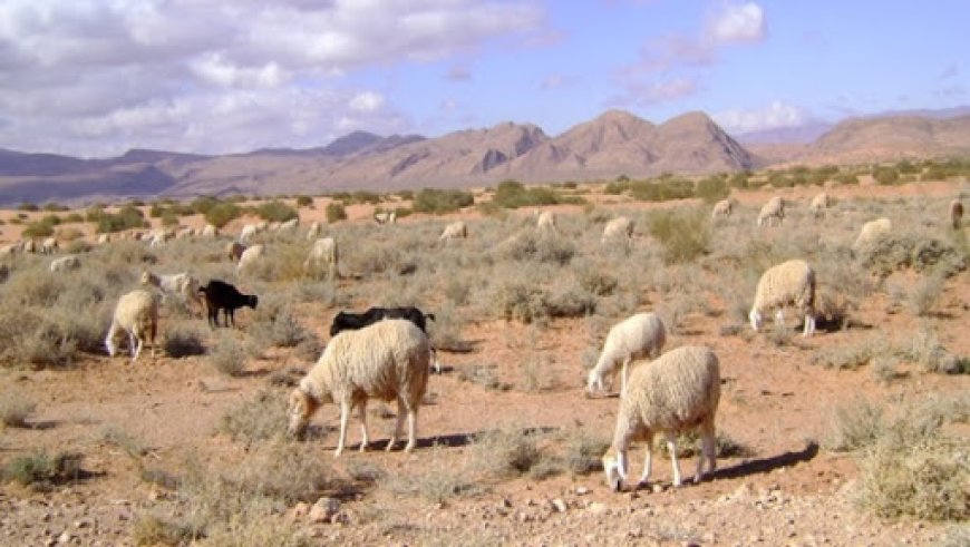 Interdiction des pâturages à Béchar : la wilaya affirme que la mesure est temporaire 