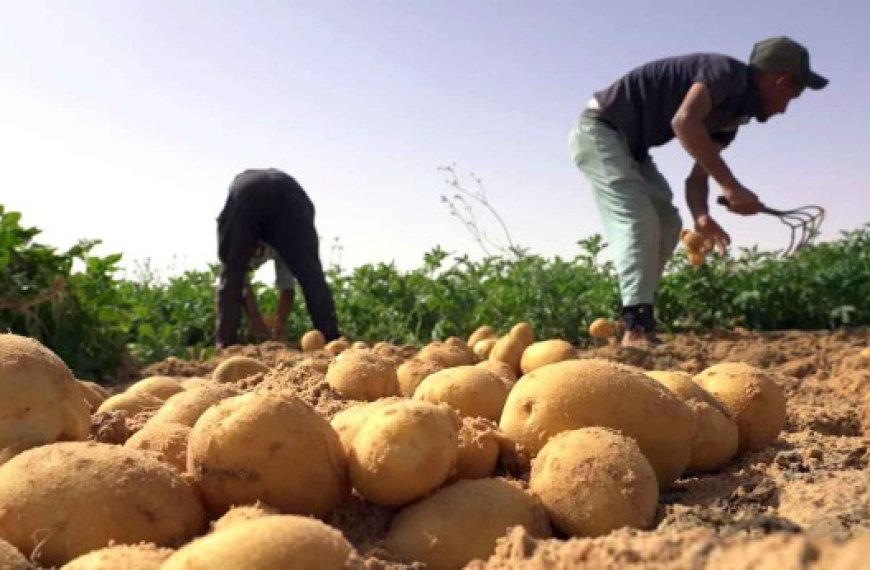 Pour réduire le coût de production des agriculteurs : Vers l’élargissement des subventions à certains intrants