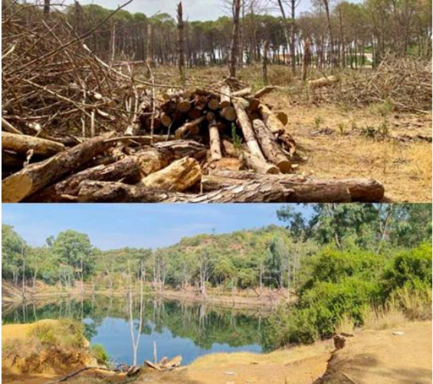 Forêt noire et Guelta Zerga de Berrahal (Annaba)  : Vite, un assainissement et un reboisement ! 