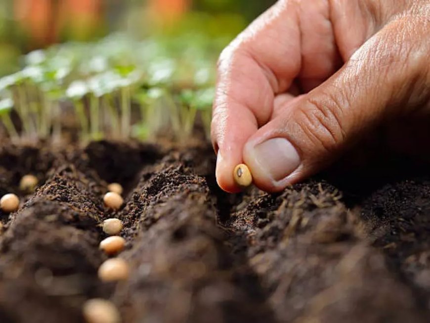 Algérie-FAO : lancement d’un projet pour le développement des semences locales maraîchères