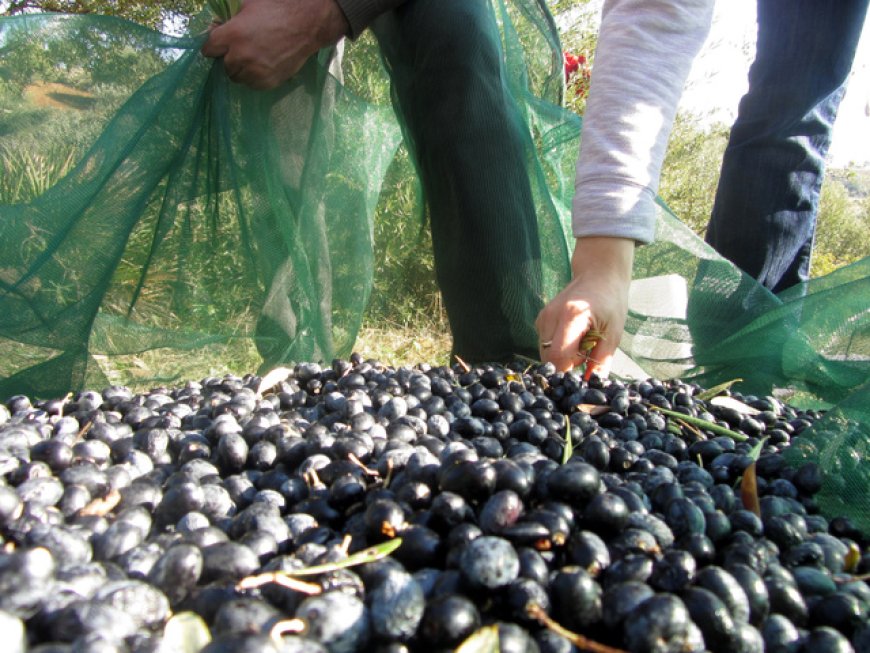 Campagne de cueillette des olives à Batna : La production augmente de plus de 18 %