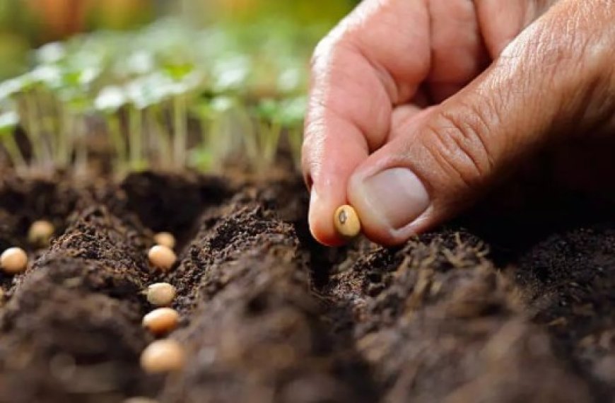 Préservation des semences maraîchères : La FAO apporte son appui à l’Algérie