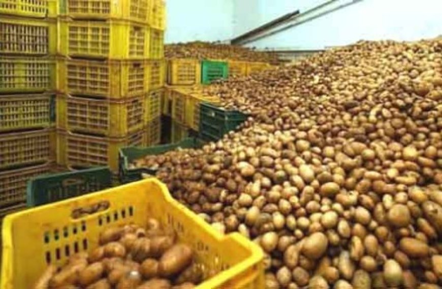 Lutte contre la spéculation à Aïn Defla : Saisie de plus de 82 quintaux de pommes de terre