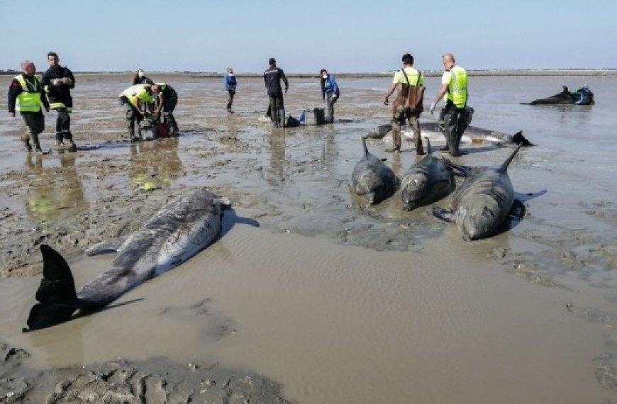 Biodiversité : Les populations de faune sauvage ont décliné de 73% en moyenne en 50 ans