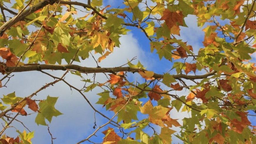 Le temps en Algérie ce mercredi 6 novembre : que disent les prévisions météo du jour ?