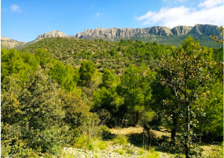 Expansion du patrimoine forestier : Oum El Bouaghi passe à la vitesse supérieure