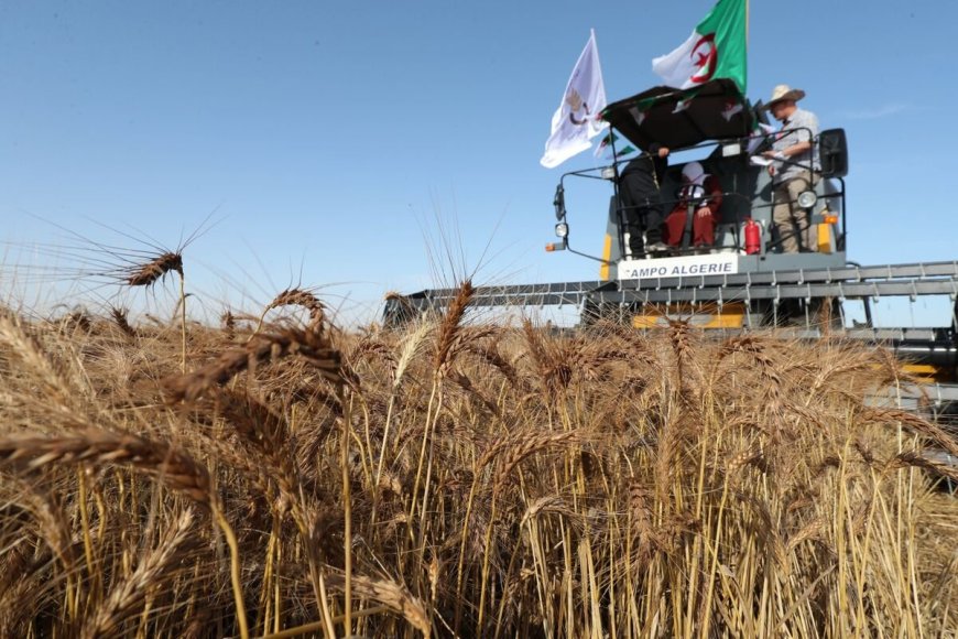 Agriculture : Des mesures complémentaires pour favoriser les investissements agricoles dans les wilayas du Sud.