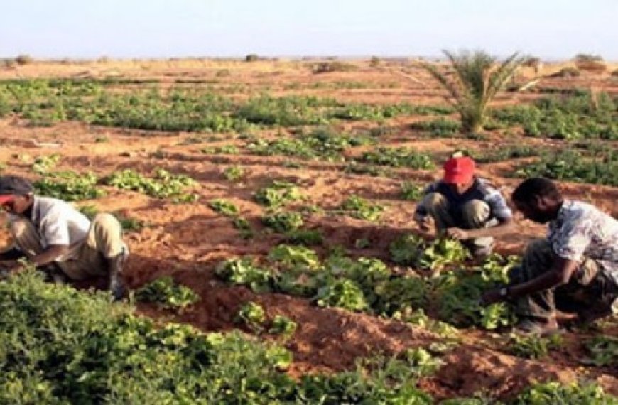 4e Salon de l'agriculture et de l'agroalimentaire à Adrar